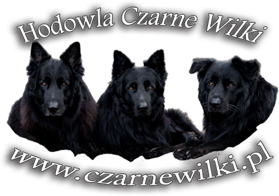 Czarne Wilki